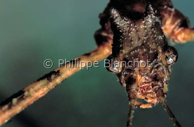 Pseudodiacantha macklotti.JPG - Pseudodiacantha (Orxines) macklotti,(Portrait), Phasme, Walkingstick, Phasmatodea, Heteronemiidae, Java